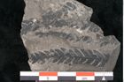 Foto (Detailansicht) von Asterocarpus acutifolius Ettingshausen (NHMW-GEO-2024-0188-10501)